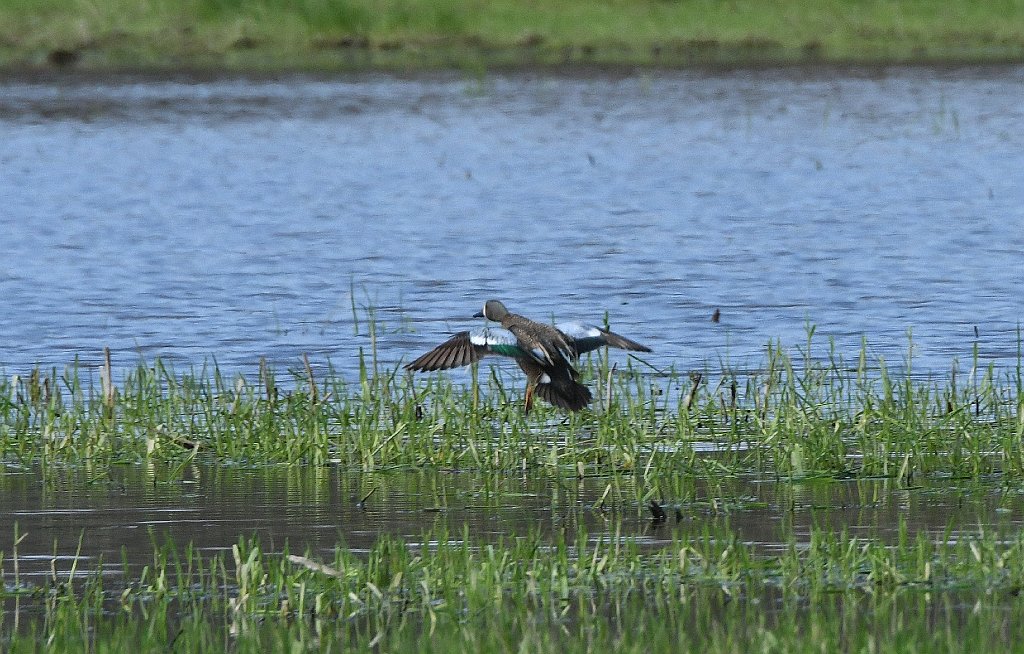 Duck, Blue-winged Teal, 2018-05031215 Bolton Flatts WMA, MA.JPG - Blue-winged Teal in flight. Bolton Flatts Wildlife Management Area, MA, 5-3-2018